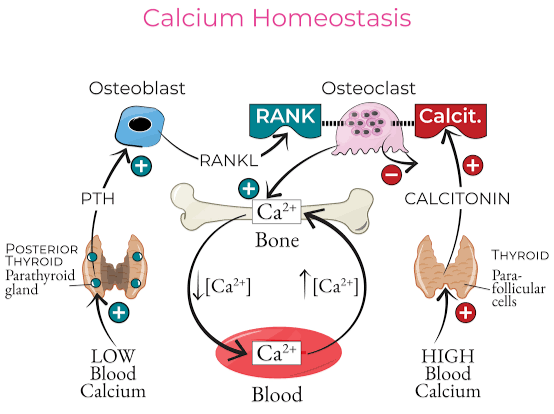 CALCIUM HOMEOSTASIS: HOW YOUR BODY MAINTAINS OPTIMAL CALCIUM LEVELS