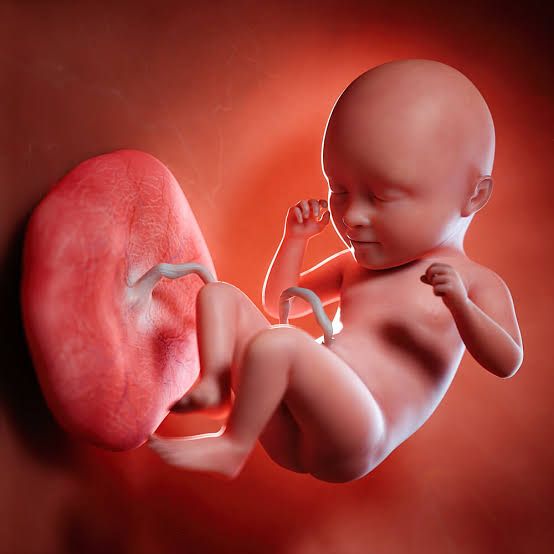 HOW THE PLACENTA SUPPORTS YOUR BABY’S GROWTH HOW THE PLACENTA SUPPORTS YOUR BABY’S GROWTH