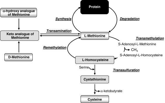 THE INTERCONNECTED METABOLISM OF METHIONINE, CYSTEINE, AND CYSTINE