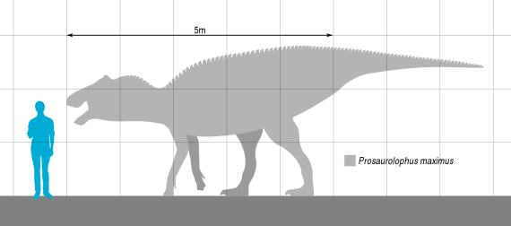 Prosaurolophus Größenvergleich