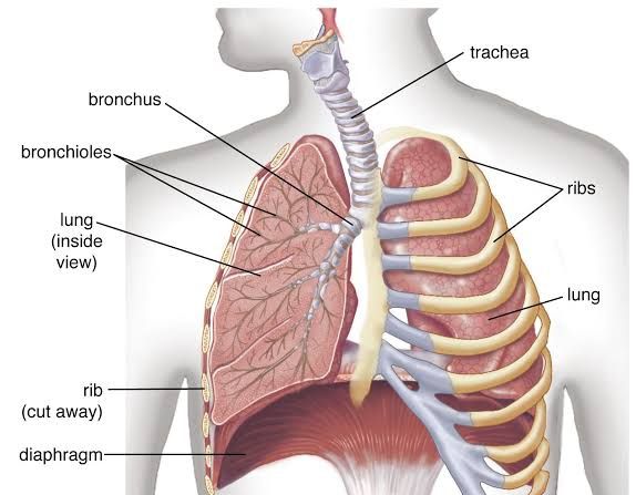 DIAPHRAGM ANATOMY: SIMPLE BREAKDOWN