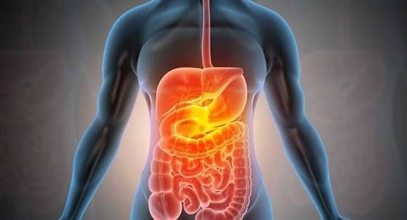 FROM MOUTH TO NUTRIENT: UNDERSTANDING THE INTRICACIES OF DIGESTION AND ABSORPTION