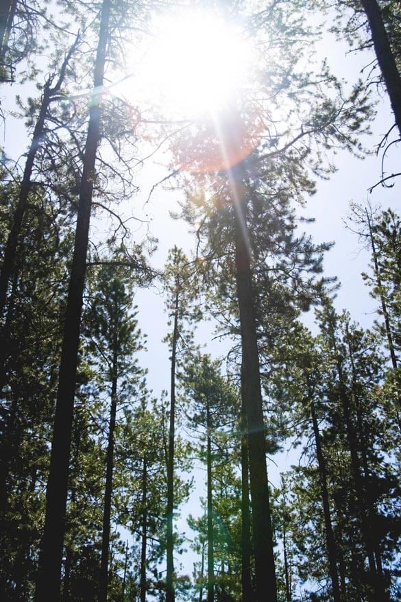 Forest sunshine NATULIQUE organic hair colours