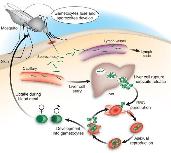 EXPLORING THE MALARIA LIFE CYCLE: FROM MOSQUITO BITE TO HUMAN INFECTION