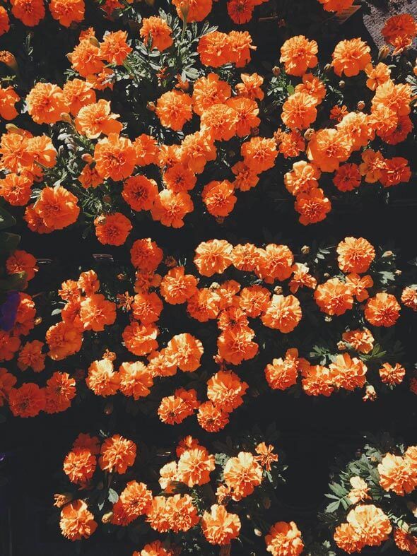 Orange flowers NATULIQUE organic hair colours