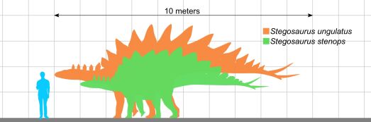 Stegosaurus Größenvergleich