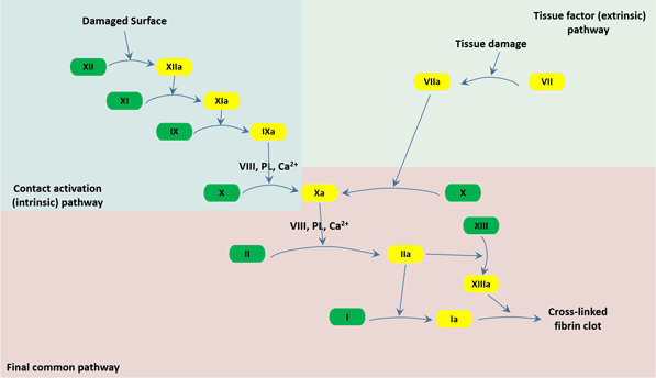AN IN-DEPTH LOOK AT THE COAGULATION CASCADE: ESSENTIAL INSIGHTS FOR STUDENTS