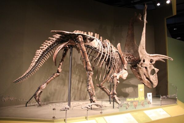 Pentaceratops Skelett