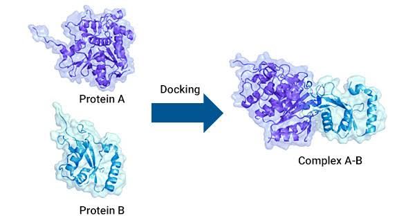 PROTEIN-PROTEIN INTERACTIONS PROTEIN-PROTEIN INTERACTIONS