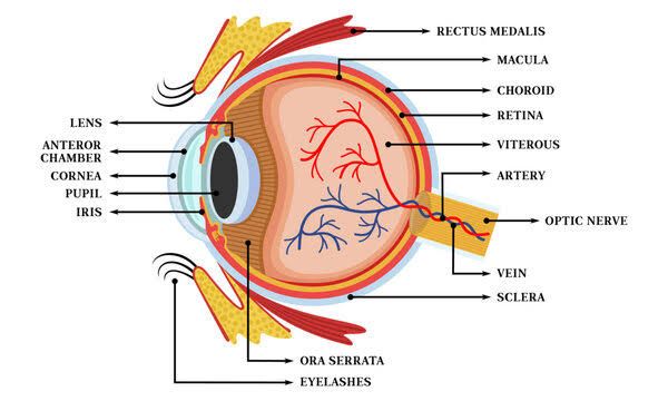 EYE AND VISUAL PATHWAY EYE AND VISUAL PATHWAY