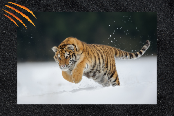 Important realisations blog post tiger