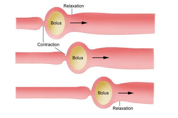 GASTRIC AND INTESTINAL MOTILITY GASTRIC AND INTESTINAL MOTILITY