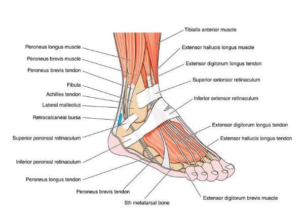 Afoot anatomy chart