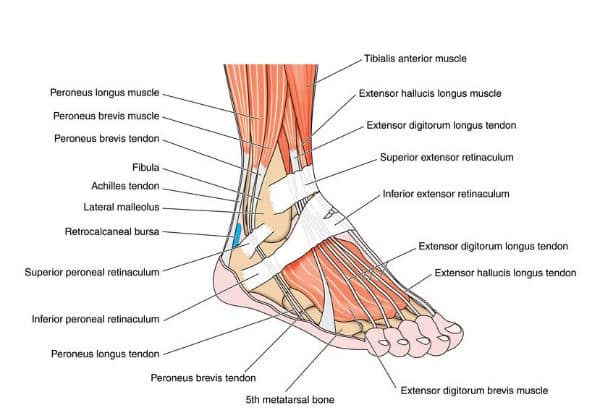 Afoot anatomy chart