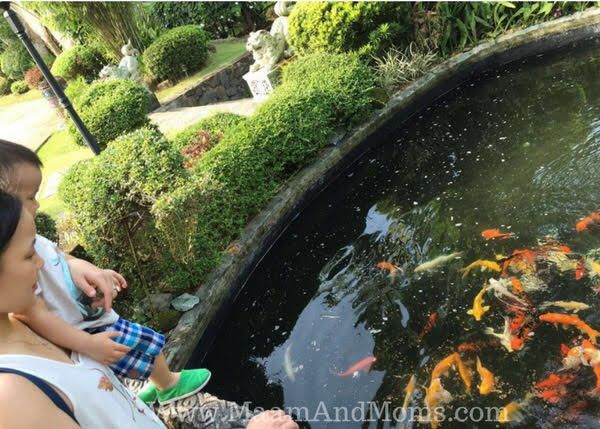 Koi Feeding at Cintai Corito