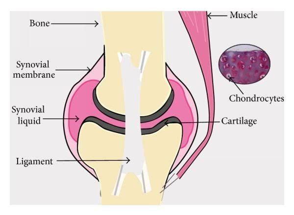 HISTOLOGY OF CARTILAGE HISTOLOGY OF CARTILAGE