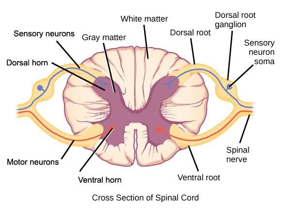 USUAL FEATURES OF INTRINSIC AND EXTRINSIC SPINAL CORD LESIONS USUAL FEATURES OF INTRINSIC AND EXTRINSIC SPINAL CORD LESIONS
