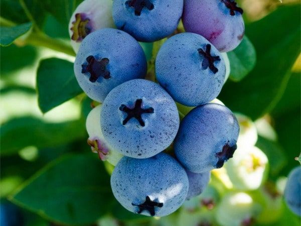 Купить саженцы голубики Эллиот оптом. Цена - от 145 рублей