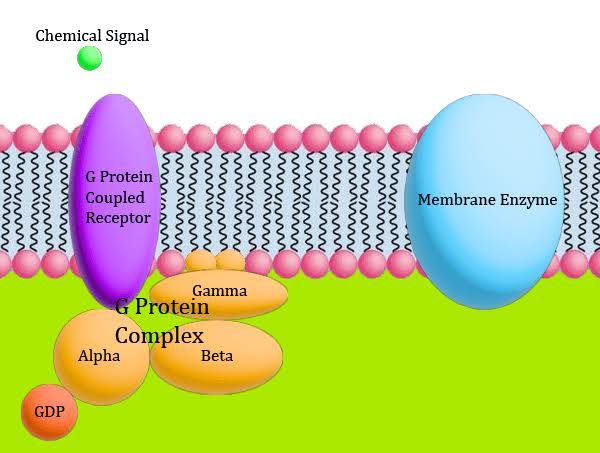 CELL SIGNALING AND SIGNAL TRANSDUCTION