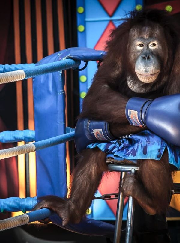 bangkok safari world and marine park orangutan boxing