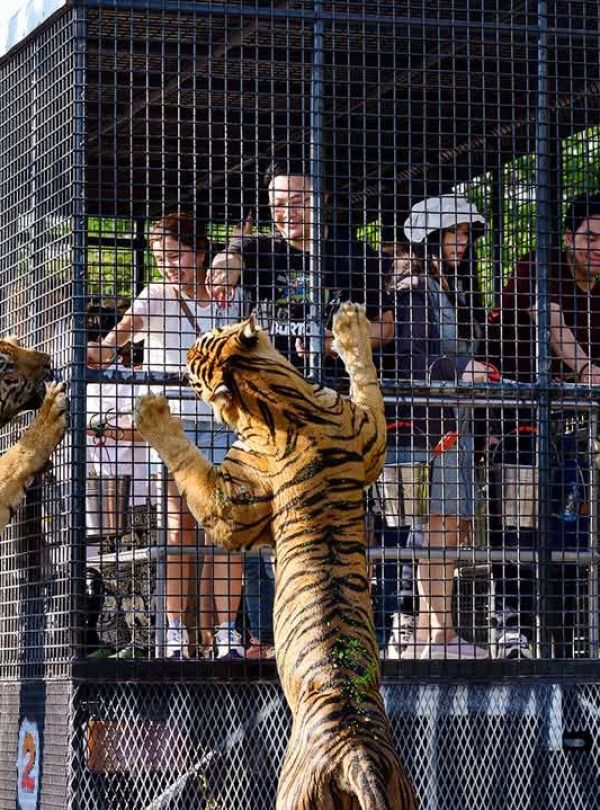 bangkok safari world and marine park