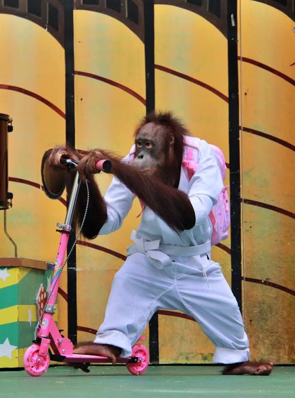 bangkok safari orangutan show