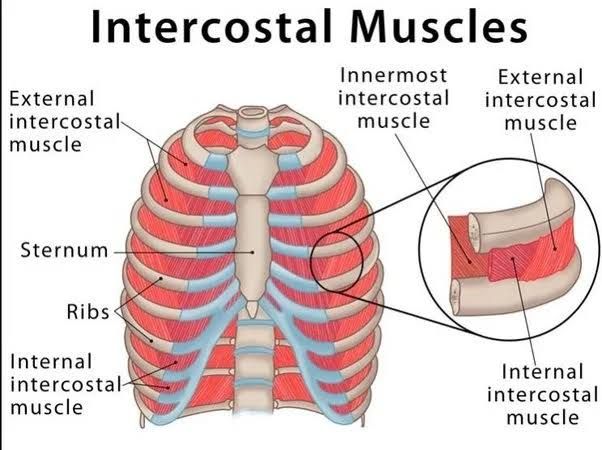 INTERCOSTAL SPACE ANATOMY: A SIMPLE GUIDE