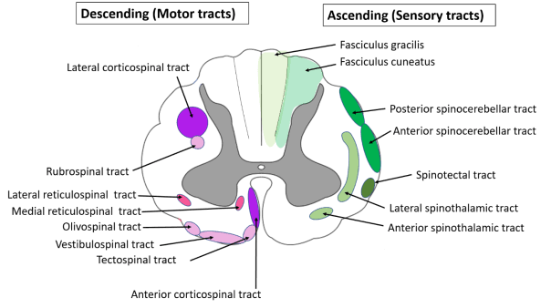 GENERAL SENSORY PATHWAYS OF THE TRUNK AND LIMBS GENERAL SENSORY PATHWAYS OF THE TRUNK AND LIMBS