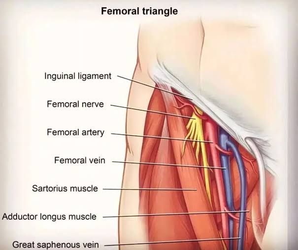 FEMORAL TRIANGLE AND CANAL FEMORAL TRIANGLE AND CANAL