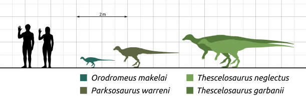 Orodromeus Scale Comparison