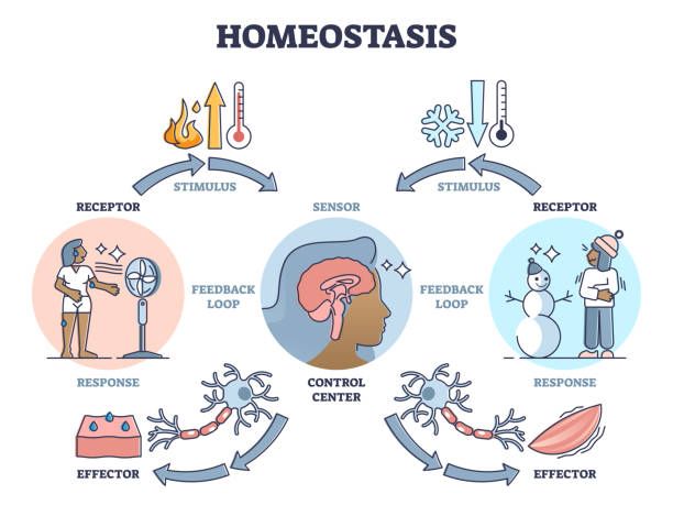 HOW FEEDBACK MECHANISMS SUSTAIN HOMEOSTASIS IN THE HUMAN BODY