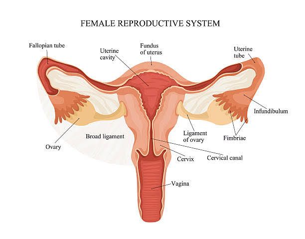 HISTOLOGY OF OVARY AND FALLOPIAN TUBES HISTOLOGY OF OVARY AND FALLOPIAN TUBES