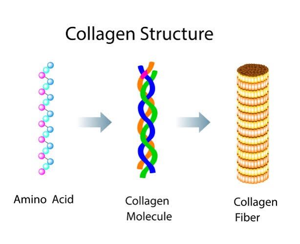 THE SCIENCE OF COLLAGEN EXPLORING ITS STRUCTURE AND ROLE OF VITAMIN C THE SCIENCE OF COLLAGEN EXPLORING ITS STRUCTURE AND ROLE OF VITAMIN C