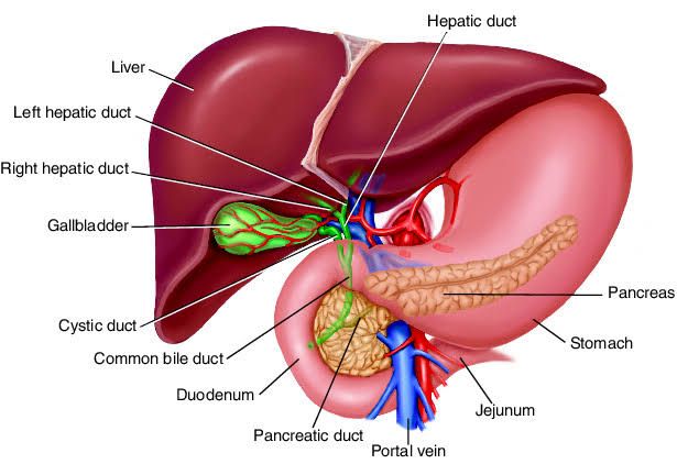 HOW LIVER METABOLIC DISEASE AFFECTS YOUR HEALTH HOW LIVER METABOLIC DISEASE AFFECTS YOUR HEALTH