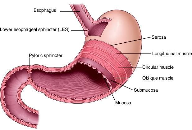 GASTRIC AND INTESTINAL SECRETION GASTRIC AND INTESTINAL SECRETION