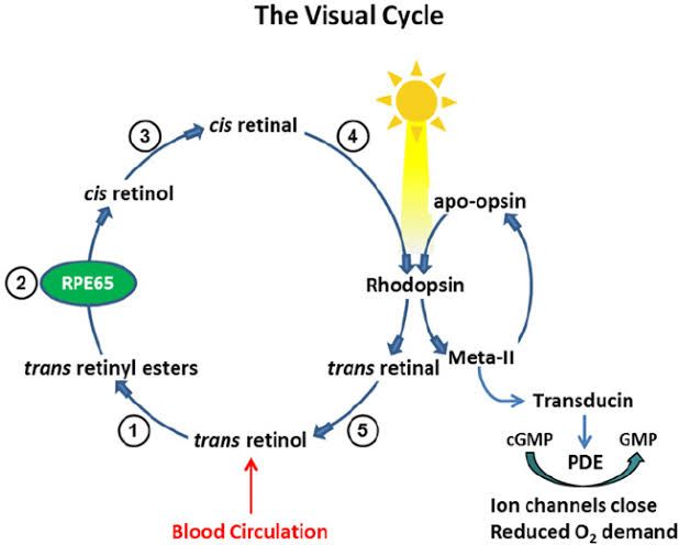 EXPLORING THE INTRICACIES OF THE VISUAL CYCLE