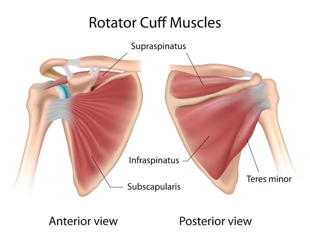 MUSCLES OF THE UPPER LIMB MUSCLES OF THE UPPER LIMB