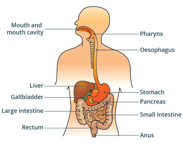 THE ESSENTIAL GUIDE TO ENZYMES OF THE GIT SYSTEM