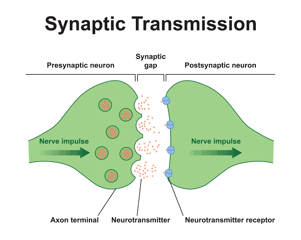 AN OVERVIEW OF SYNAPTIC TRANSMISSION OF THE CNS AN OVERVIEW OF SYNAPTIC TRANSMISSION OF THE CNS