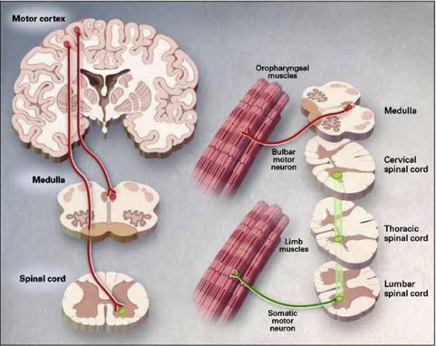EXPLORING THE SIGNIFICANCE OF MOTOR PATHWAYS EXPLORING THE SIGNIFICANCE OF MOTOR PATHWAYS