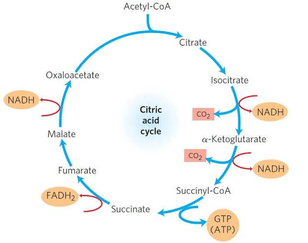 THE BASICS OF THE CITRIC ACID CYCLE YOU SHOULD KNOW