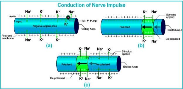 CONDUCTION OF NERVE IMPULSE CONDUCTION OF NERVE IMPULSE