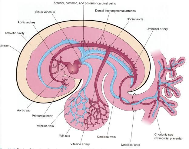 DEVELOPMENT OF THE VASCULAR SYSTEM