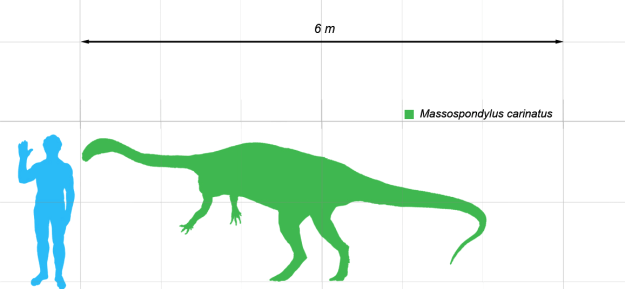 Massospondylus Size