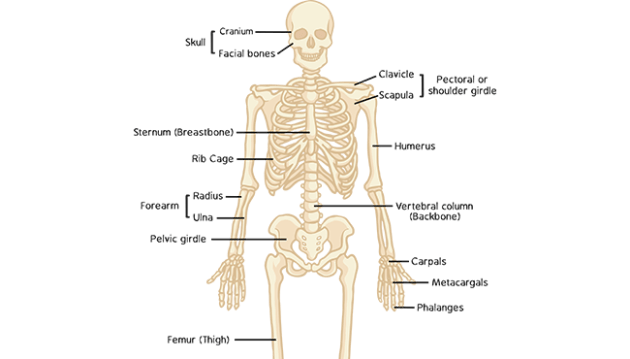 DIVISION AND FUNCTION OF SKELETAL SYSTEM DIVISION AND FUNCTION OF SKELETAL SYSTEM