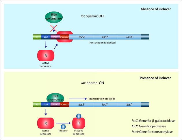 REGULATION OF GENE EXPRESSION IN PROKARYOTES