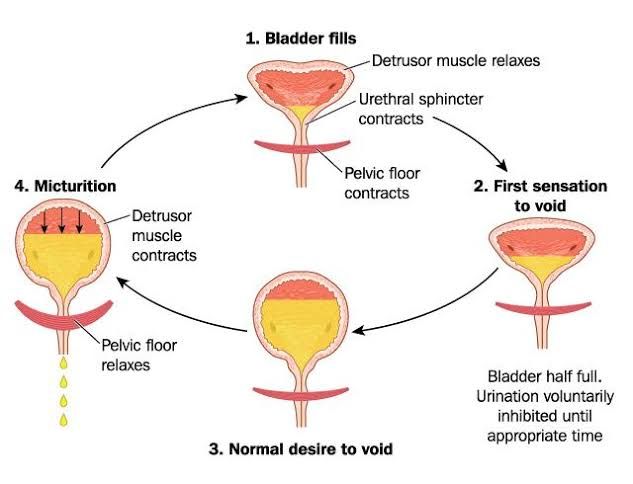 MICTURITION REFLEX EXPLAINED: KEY MECHANISMS AND DISORDERS