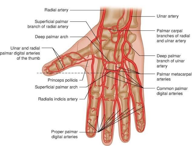 BLOOD VESSELS OF FOREARM AND HAND