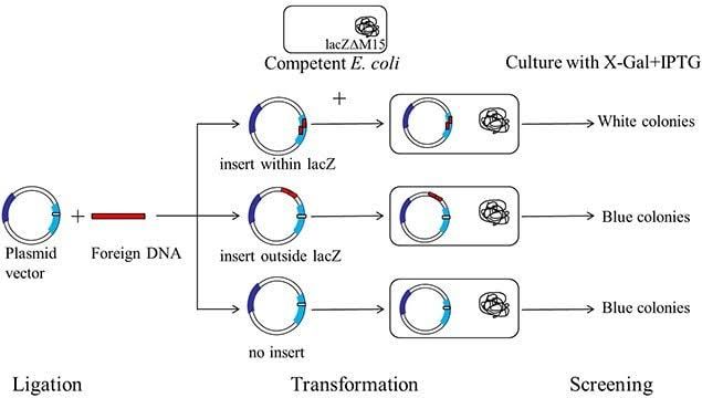 TRANSFORMATION AND BLUE-WHITE SCREENING TRANSFORMATION AND BLUE-WHITE SCREENING