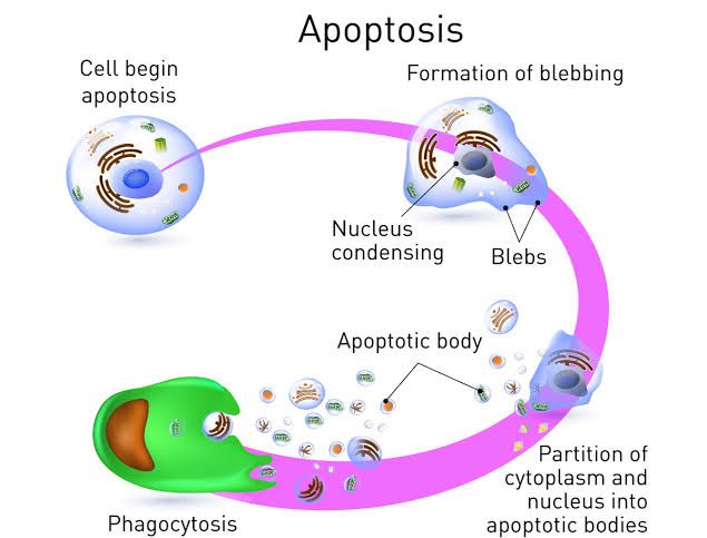 EXPLORING APOPTOSIS: KEY PATHOLOGICAL AND PHYSIOLOGICAL TRIGGERS EXPLAINED